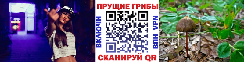 Галлюциногенные грибы Psilocybine cubensis  shop телеграм  Куртамыш 